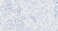 NPR3 antibody