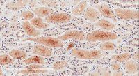 Goat anti-NPR3 (aa520-533) Antibody