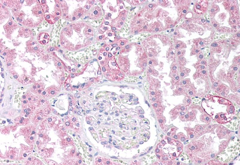 Goat anti-PPP2CA / PPP2CB Antibody