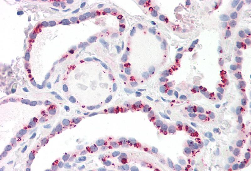 Goat anti-PPP2CA / PPP2CB Antibody