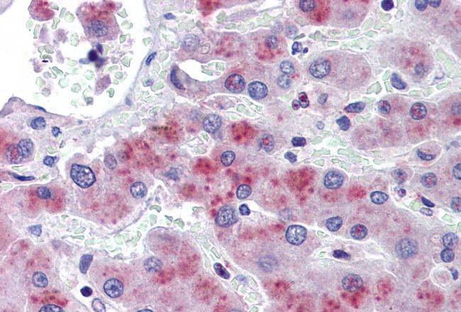 Goat anti-PRKAB2 Antibody