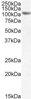 SIRT1 Antibody