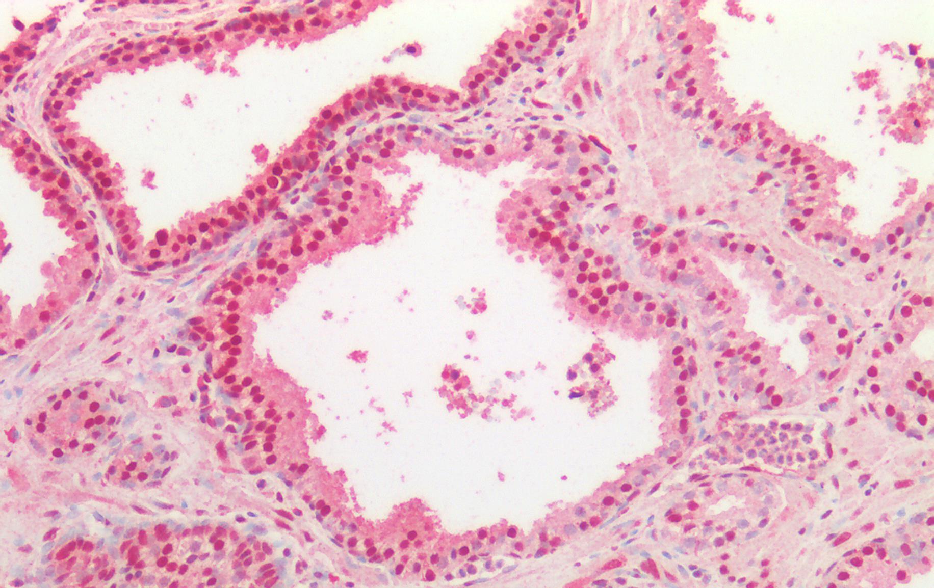 Goat anti-TDP-43 Antibody