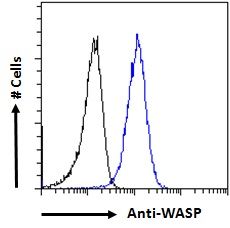 Goat anti-Wiskott-Aldrich Syndrome / WASP Antibody