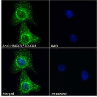 Goat anti-HMGCR / LDLCQ3 Antibody