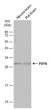 proDynorphin antibody