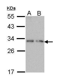 proDynorphin antibody