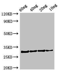 Profilin Antibody