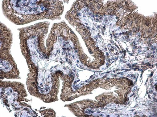 Prohibitin 2 antibody