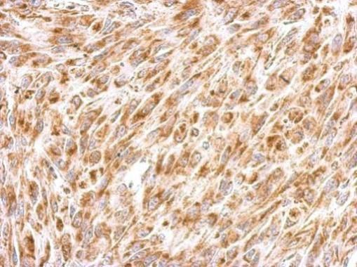 Prohibitin 2 antibody