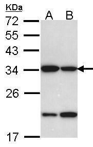 Prohibitin 2 antibody
