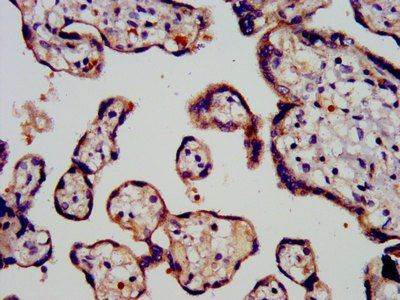 PROK1 Antibody