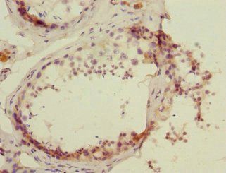 PROK2 Antibody