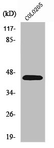 PROKR1 antibody