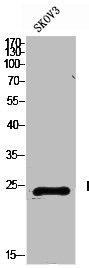 PRL Antibody
