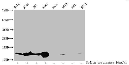 HIST1H4A Antibody