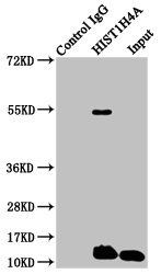 Propionyl-HIST1H4A (K8) antibody