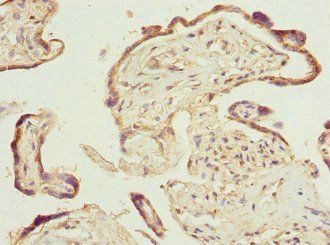 Prostaglandin E synthase 2 antibody