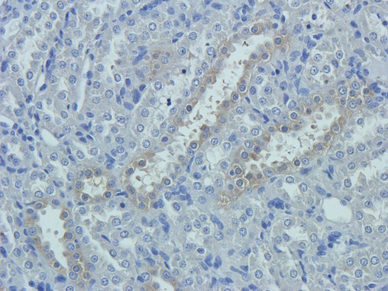 Prostaglandin E synthase 2 antibody