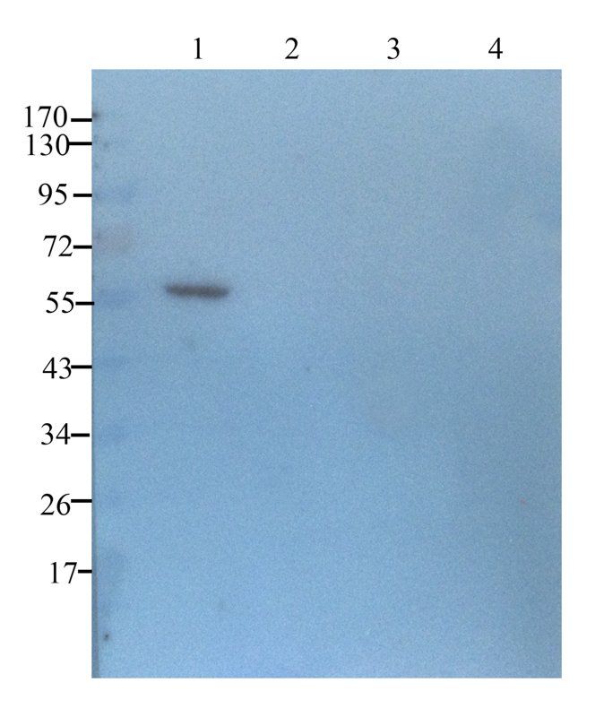 Prostaglandin E synthase 2 antibody