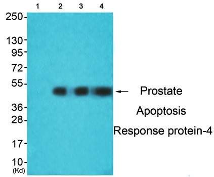 Prostate Apoptosis Response protein-4 Antibody