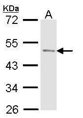 cytokine induced apoptosis inhibitor 1 Antibody