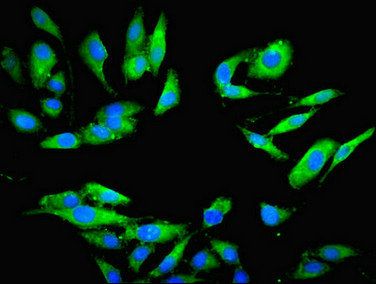 Proteasome subunit alpha type-7 antibody