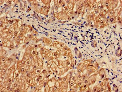 Proteasome subunit alpha type-7 antibody