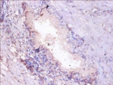 Proteasome subunit alpha type-7 antibody