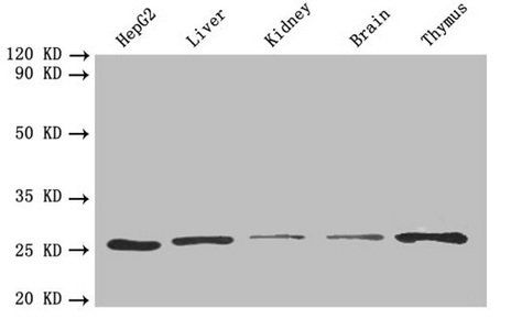 Proteasome subunit alpha type-7 antibody