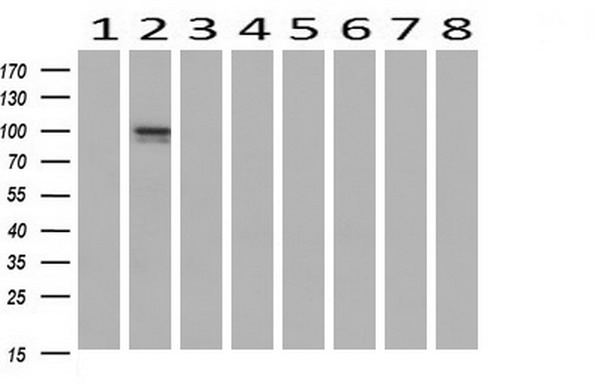 Proteasome subunit beta type 4 Antibody