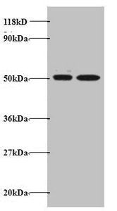 AATF Antibody