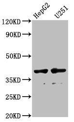 Protein AMBP antibody