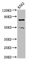 Protein-arginine deiminase type-2 antibody