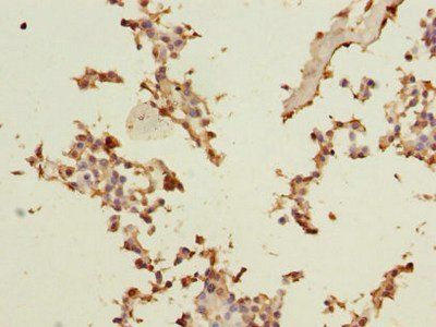 AGO2 Antibody