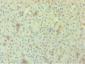 AGO2 Antibody