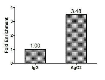 Protein argonaute-2 antibody