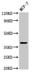 Protein atonal homolog 1 antibody