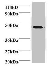 Protein canopy homolog 2 antibody
