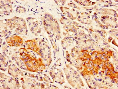 DLK1 Antibody