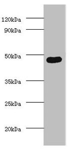 Protein delta homolog 1 antibody