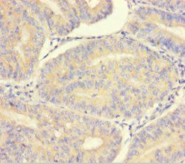 Protein ERGIC-53-like antibody