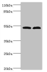 Protein FAM114A2 antibody