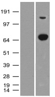 PRKY Antibody