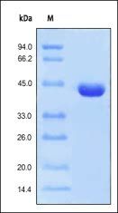 Recombinant Protein L
