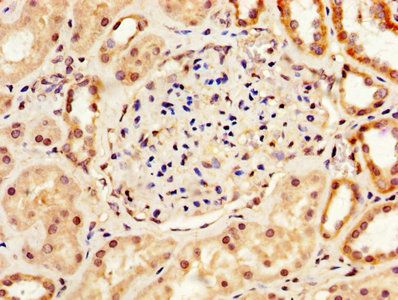 LOX Antibody