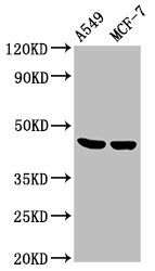 LOX Antibody