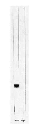 Rabbit anti Human Protein Phosphatase 1 alpha Antibody