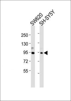 PROX-1-S514 antibody