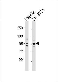 PROX-1-S514 antibody